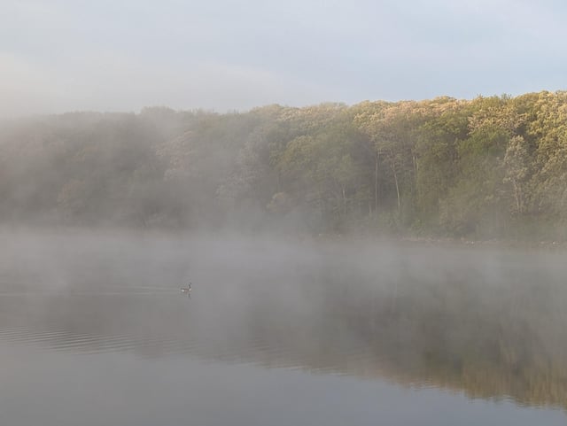 Swan in the early morning fog - Lake Ahquabi State Park IA