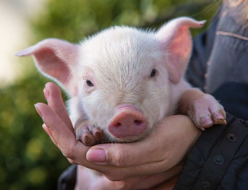 mini-pig-on-owners-hands_kohanwass_Shutterstock.jpg