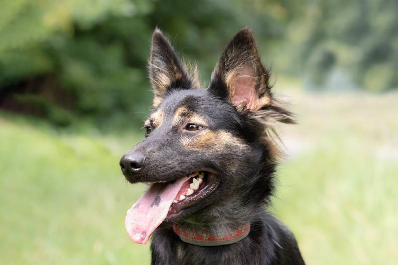 cute-black-dog-with-a-spotted-tongue_movchanzemtsova_Shutterstock.jpg