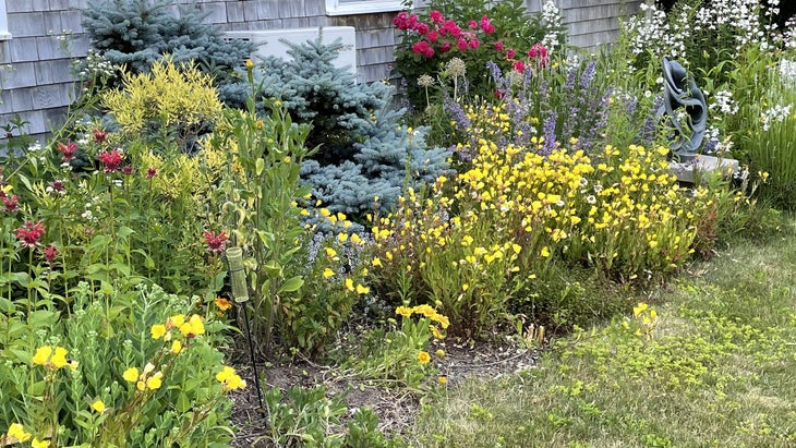 A Cape Cod flower bed rewilded with native plants