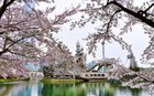 Cherry blossoms around Seokchon Lake, Seoul, Korea