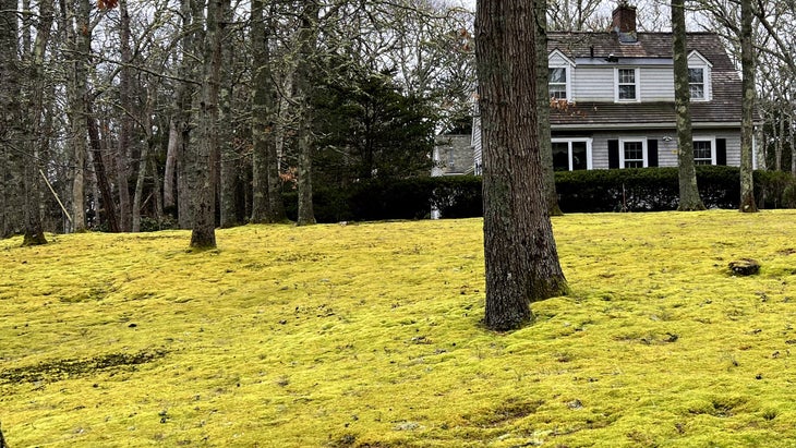 Rewilding: House with a carpet of mossy green instead of lawn