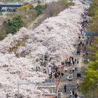 Cherry blossoms along the streets in Seoul, Korea