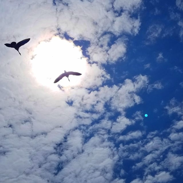 A lucky shot of two canada geece racing overhead 
