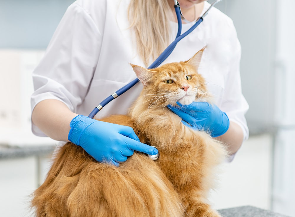 vet-checking-up-a-maine-coon-cat_Ermolaev-Alexander_Shutterstock.jpg