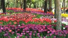 Tulips in Seoul Forest Park in Seoul, Korea